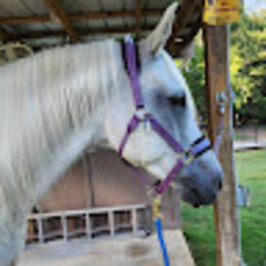 Meet your Posher, Suzanne